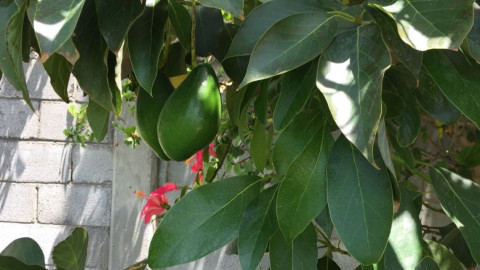 ⁠⁠⁠El insólito caso de aguacates reynosenses