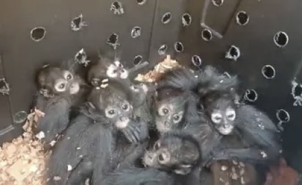 Rescatan a 20 monos arañas dentro de un autobús en Chiapas