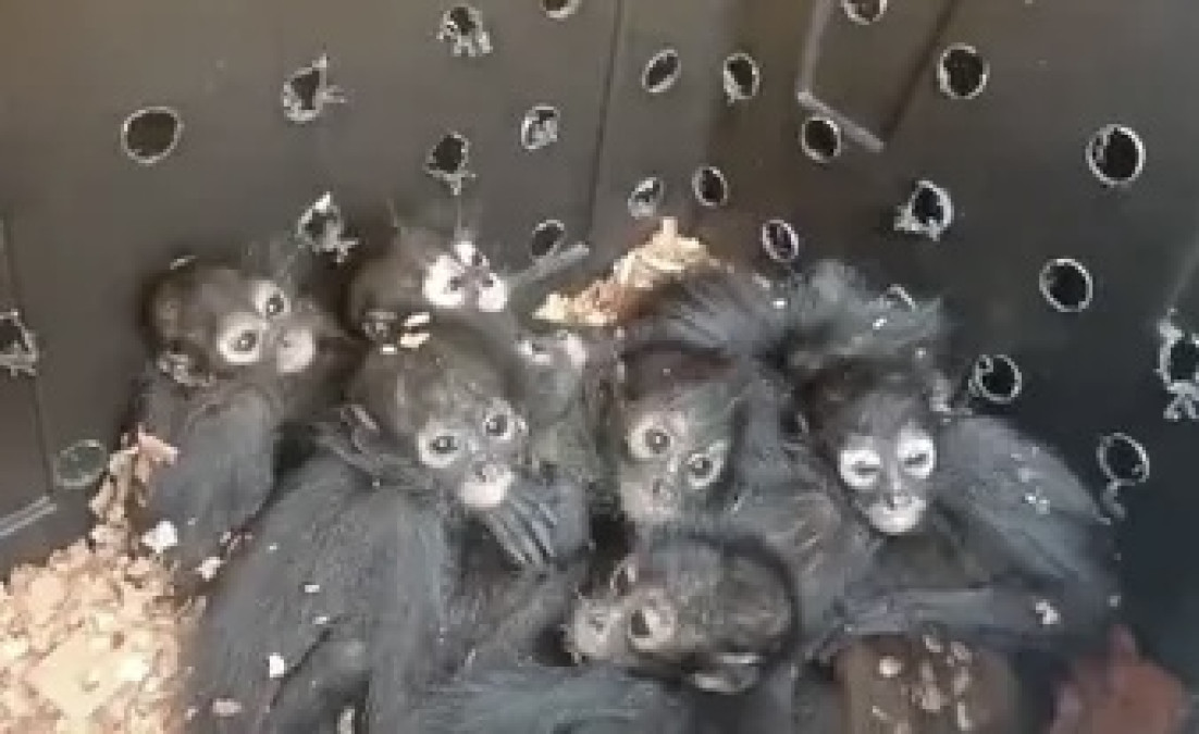 Rescatan a 20 monos arañas dentro de un autobús en Chiapas