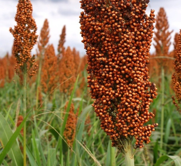 Pulgón amarillo no afectará siembra de sorgo