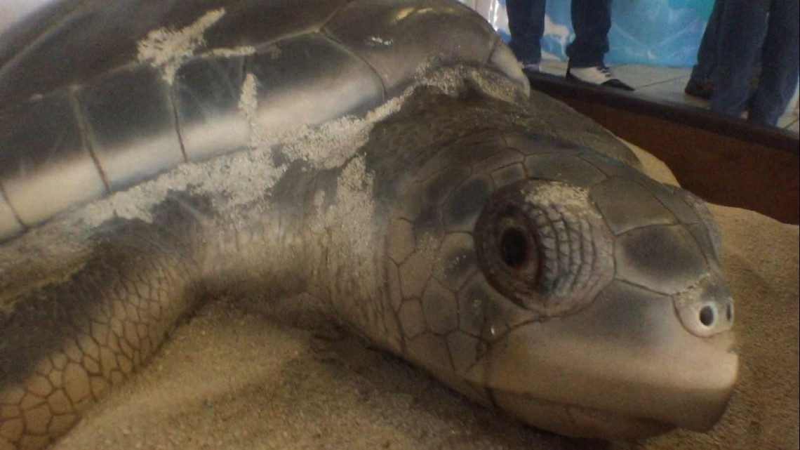 Exposición sobre diversidad de flora y fauna en la zona