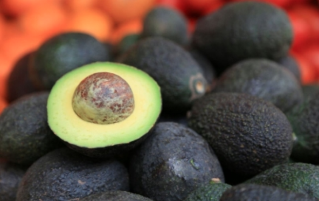 Aguacate mantiene su precio en mercados del país