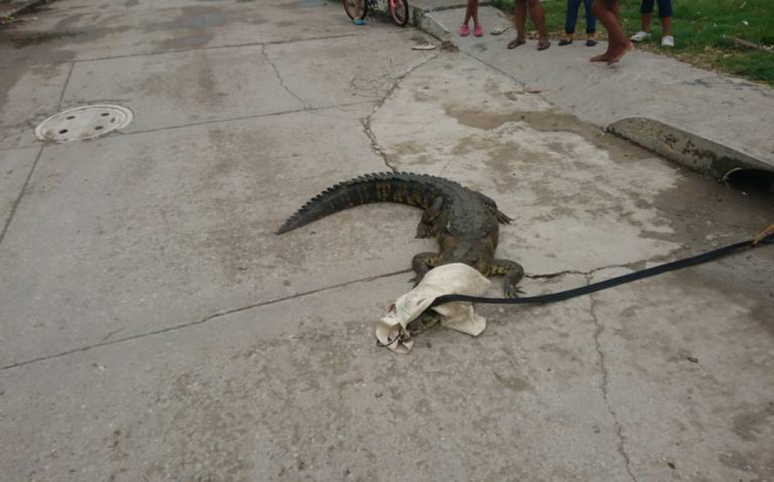 Reubicarán cocodrilos en Tampico