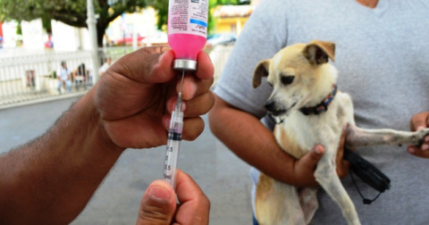 Inicia Semana Nacional Antirrábica en Tampico 