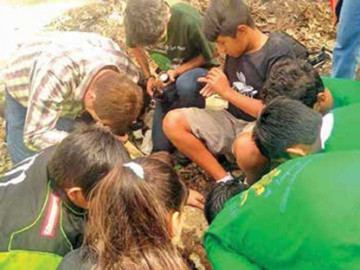 Crea IPN productos comestibles con hongos