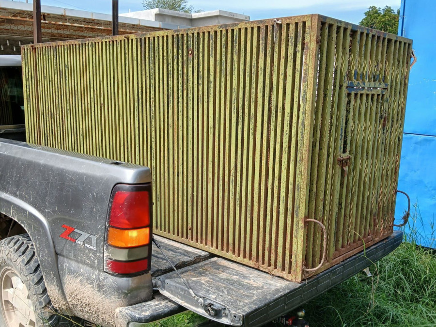 Sigue la búsqueda del tigre; colocan jaulas