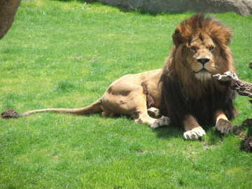 León asesina a cuidador tras limpiar su jaula