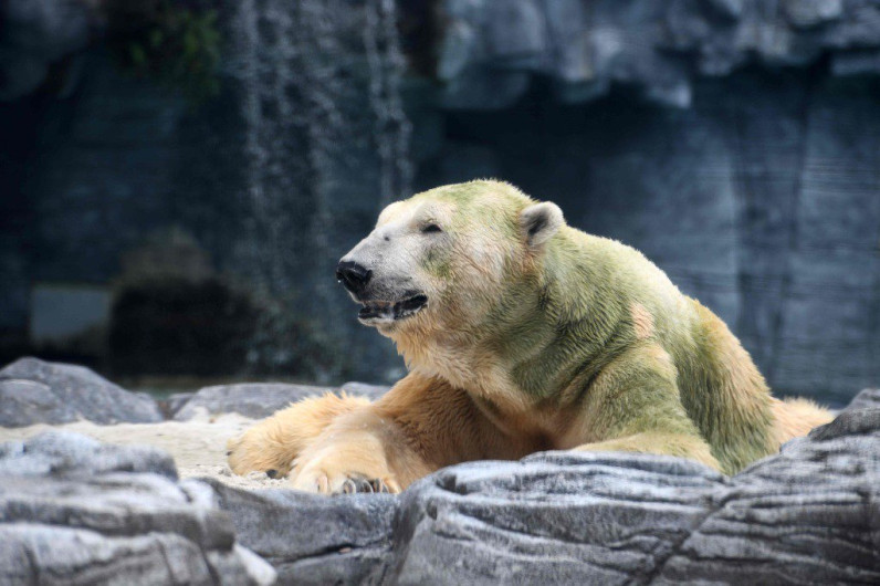 Eutanasian a Inuka, único oso polar nacido en el trópico