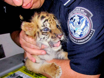Condenan a joven por intentar cruzar la frontera con tigre de Bengala