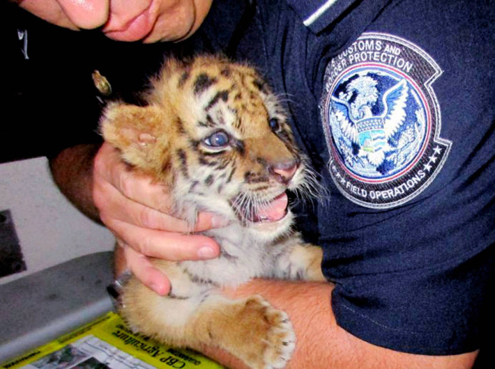 Condenan a joven por intentar cruzar la frontera con tigre de Bengala
