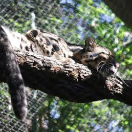 Desaparece pantera en zoológico de Dallas