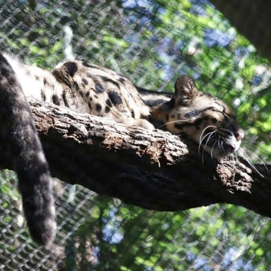 Desaparece pantera en zoológico de Dallas