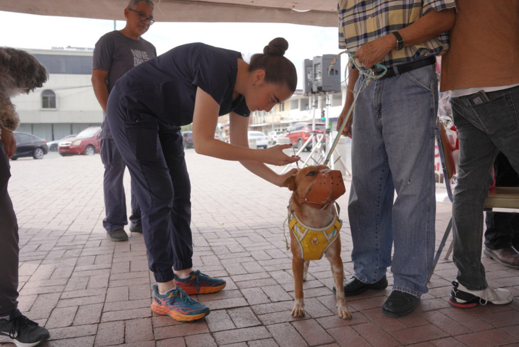 Invita Bienestar Animal a jornada gratuita de vacunación para perros y gatos