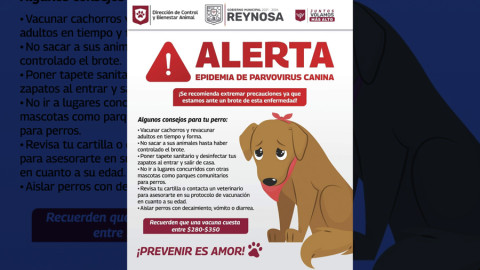 Alertan por epidemia de parvovirus canino en Reynosa