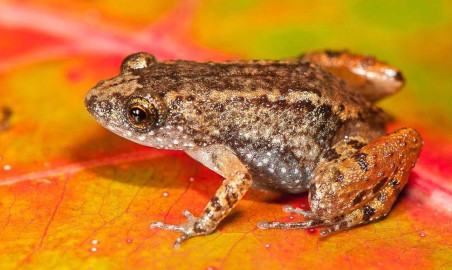 Descubren más especies de ranas