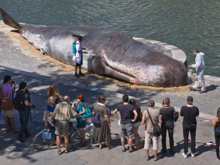 Queda varada `ballena´ en río Sena de París