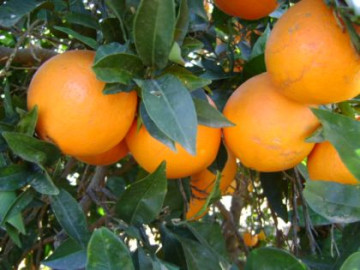 Buscan alternativas para excedente de naraja