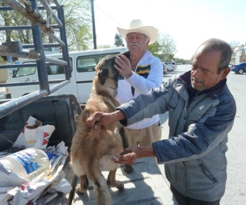 Ponen vacunas contra la rabia para mascotas