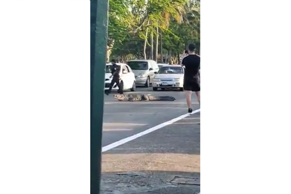 Juancho se pasea por calles de Tampico