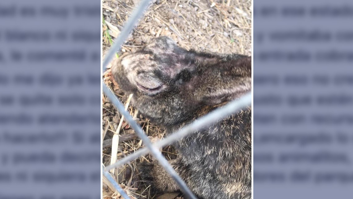 Denuncian a través de Facebook maltrato animal en el parque “Calmecac”