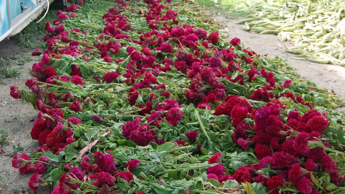 Regala DIF ramos de flor típica del día de muertos.