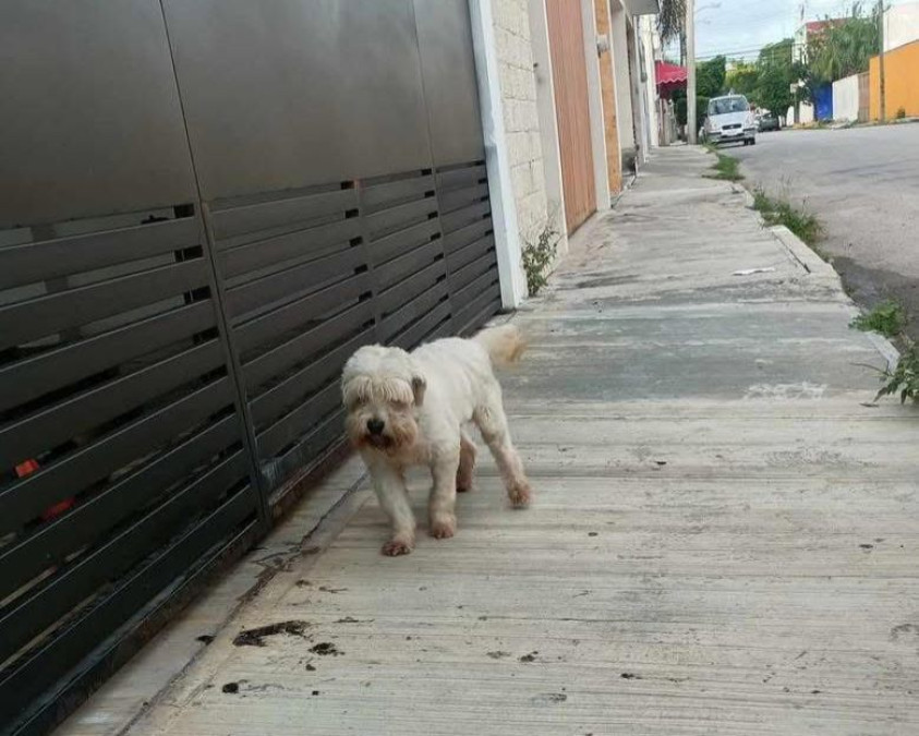 Continúa la búsqueda de mascotas extraviadas por pirotecnia