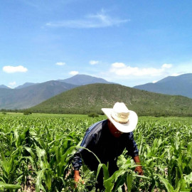 Ante posibles recortes en el campo, GobTam seguirá gestionando recursos