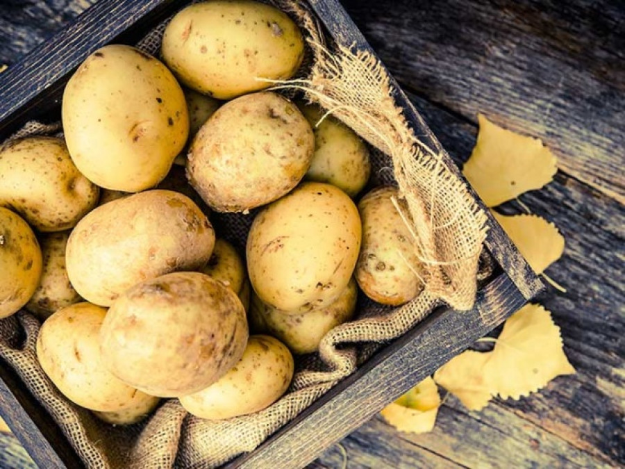 Por tener plagas papas de EU no entrarán a México 