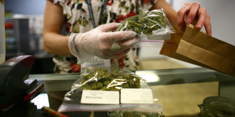 Universidad ofrece carrera en Marihuana