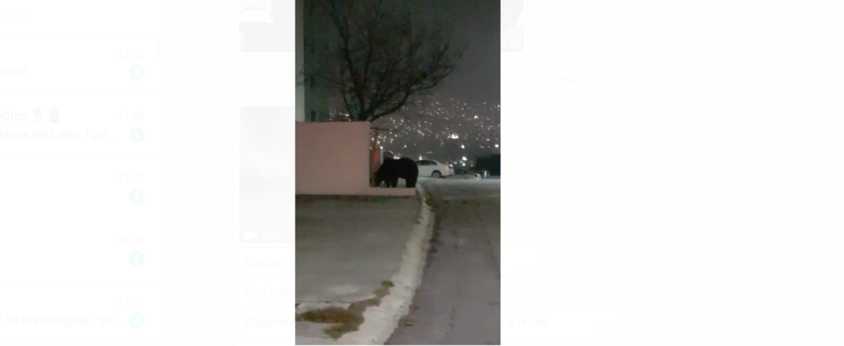 Oso sorprende a regios