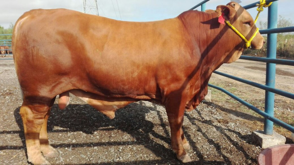 Apoya Gobierno tamaulipeco a ganaderos 