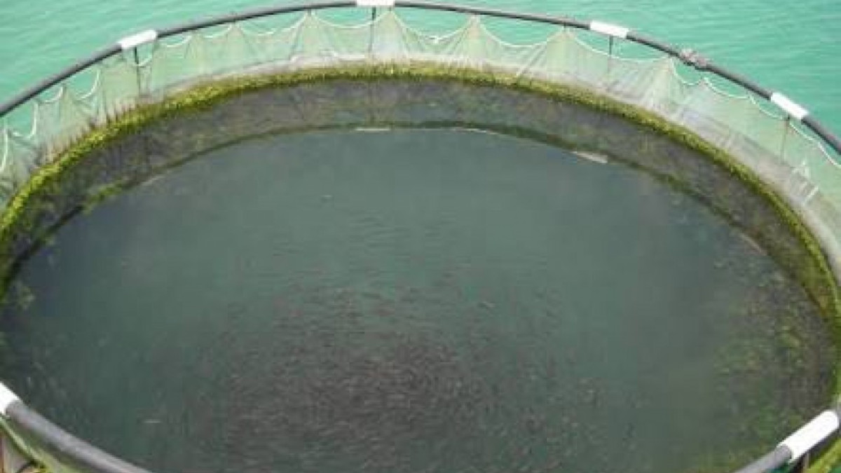Buscan instalar granjas flotantes para producción de tilapia y otras especies