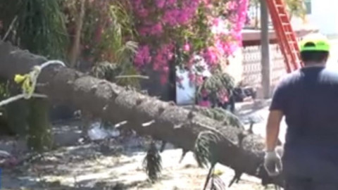 Se registra la caída de árbol por las rachas de viento en Madero