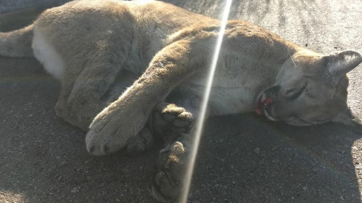 Puma atropellado es abandonado en carretera