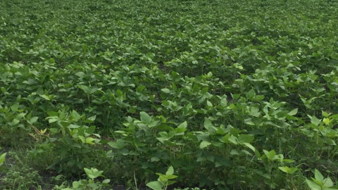 Siembra de algodón genera inquietud por plagas que afecten la soya