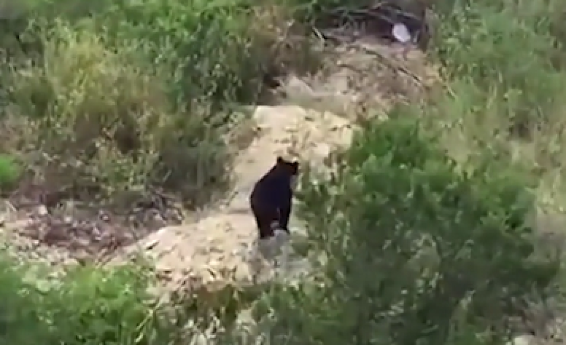 Oso negro devora a mascota y huye