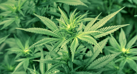 Coepris recibe solicitudes para poder consumir marihuana 