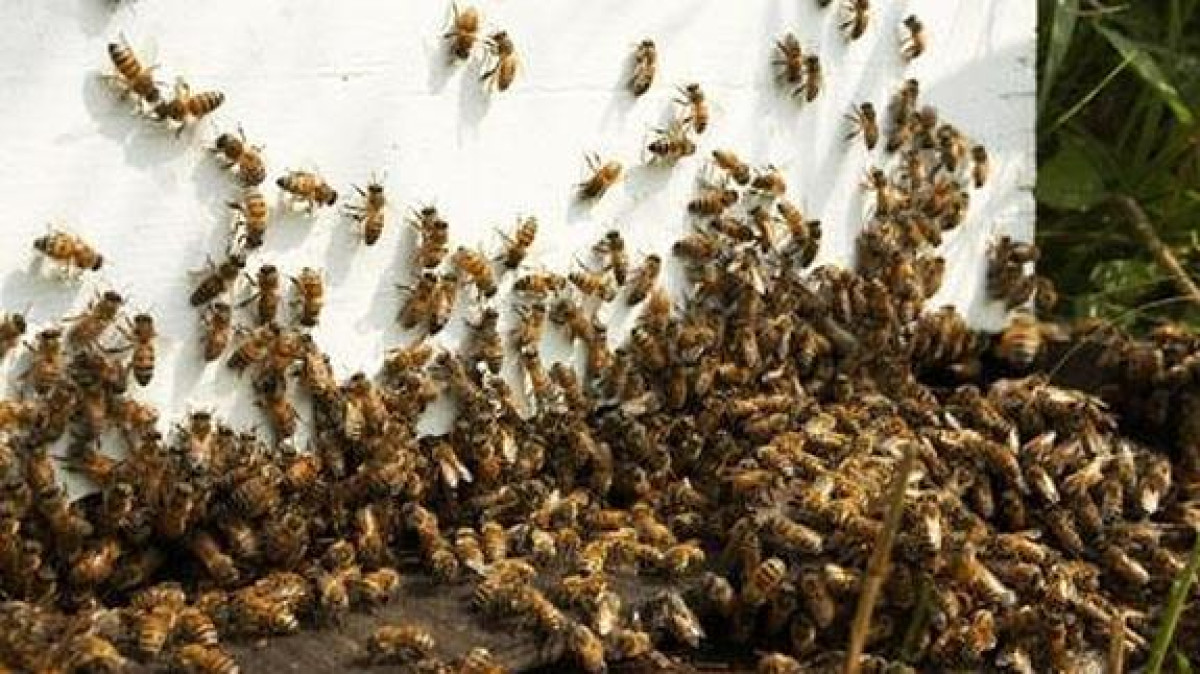 Alertan a neolaredenses por abejas asesinas 
