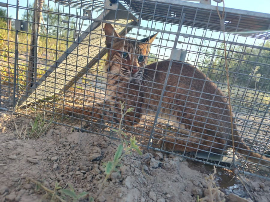Atrapa y protege a Lince Gobierno de Reynosa