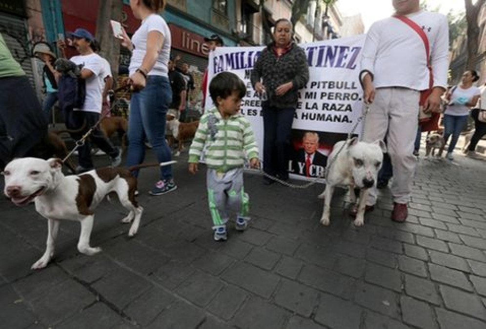Realizan "Quinta caminata Pitbullera"