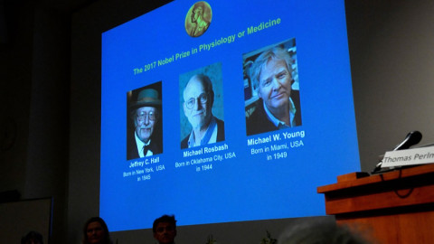 Nobel de Medicina para los descubridores del "reloj biológico"