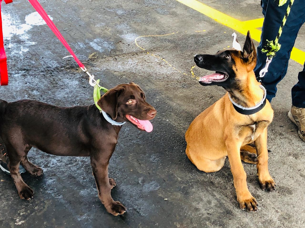 Se integran dos binomios caninos al cuerpo de bomberos 