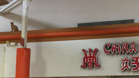 Felino sorprende a clientes en plaza fiesta 