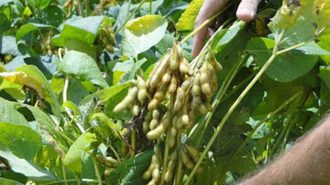 Primeras lluvias alistan el terreno para la siembra de soya