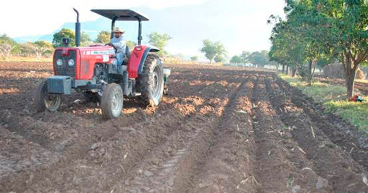 Invitan a sembrar frijol en ciclo "tardío"