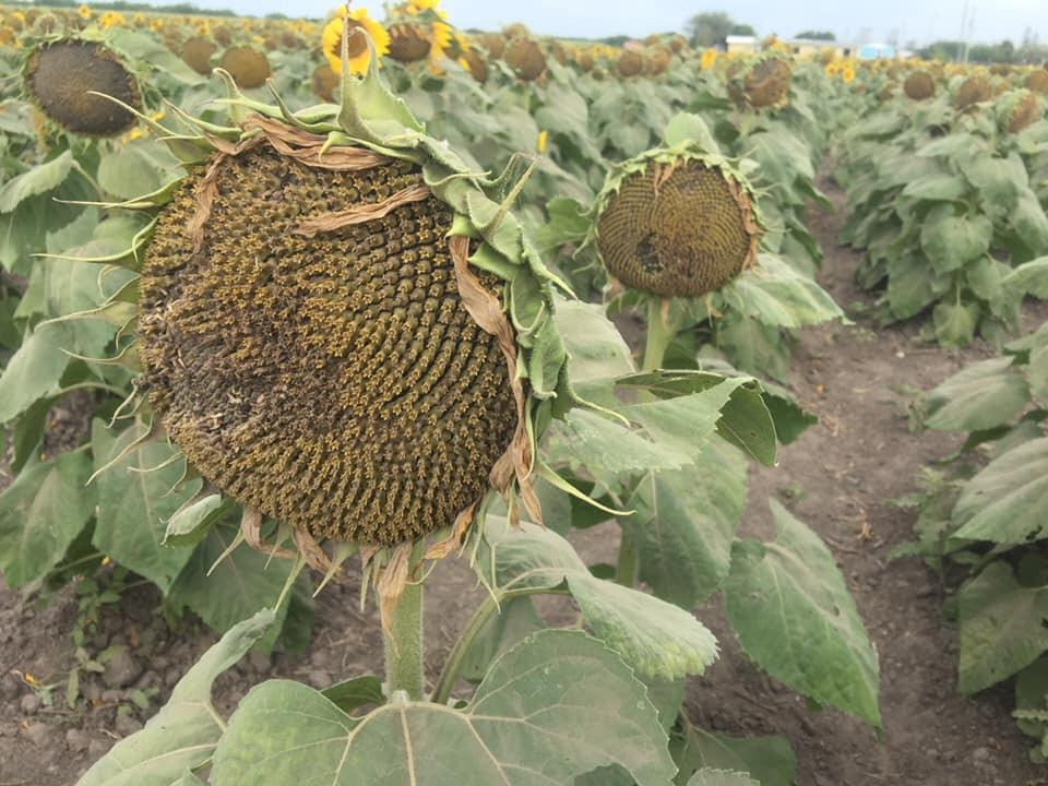 Destruyen cultivo de girasoles en el ejido Revolución