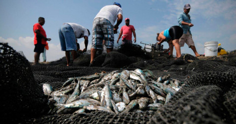 Flota pesquera se ve afectada por el nuevo precio del diésel 