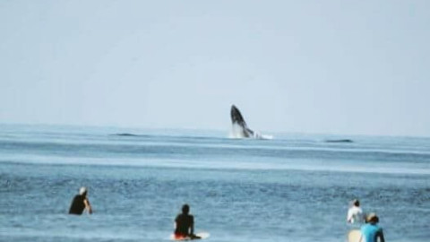 Ballenas regalan espectáculo en Ixtapa-Zihuatanejo