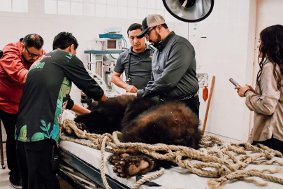 Retorna Comisión de Parques familia de osos negros a su hábitat