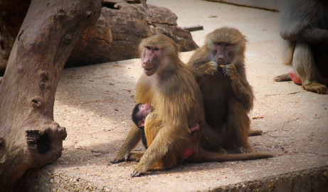 Se escapan 50 babuinos de zoológico en París